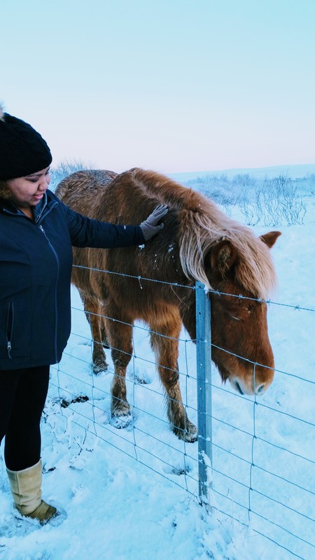 Icelandic Horses Iceland